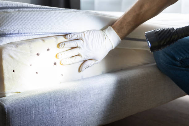 Best Emergency Pest Control  in Riverview, SC